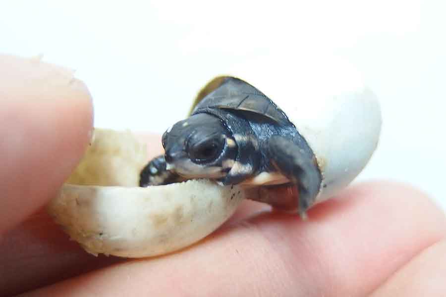 和象亀さんの自宅で孵化したカメの赤ちゃん【写真提供：和象亀（@wazouki）さん】