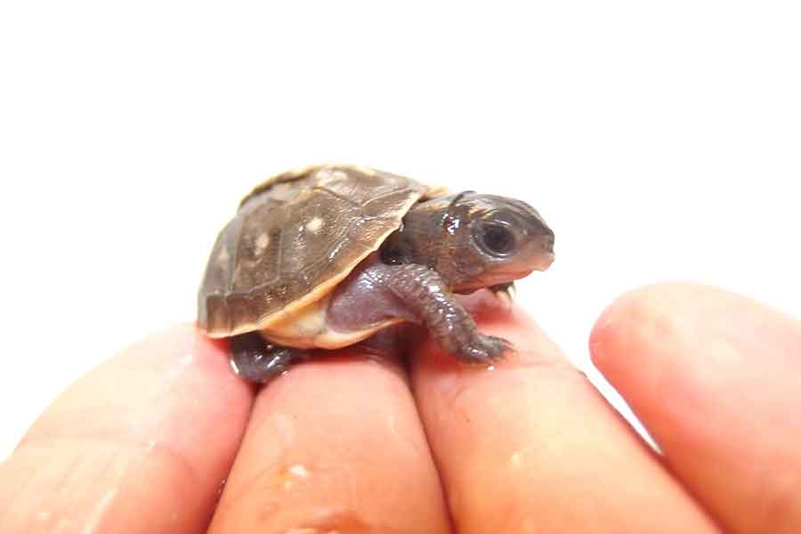 和象亀さんが27年前に迎えたカメから生まれた赤ちゃん【写真提供：和象亀（@wazouki）さん】