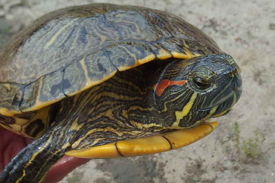 初めて迎えたミドリガメも大きく成長【写真提供：和象亀（@wazouki）さん】