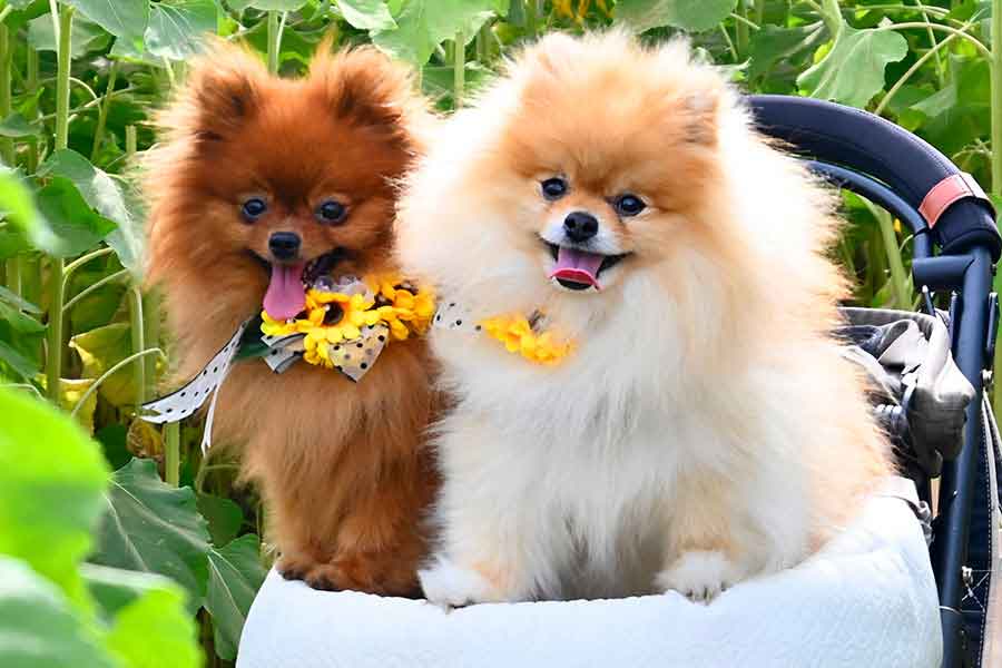 おでかけを楽しむ、（左から）ぽきちくんとたぬこちゃん【写真提供：たぬことぽきち（@tanunpo）さん】