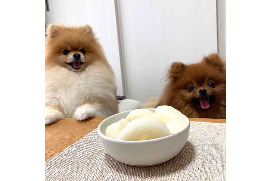 おいしそうな梨にワクワクする、（左から）たぬこちゃんとぽちきくん【写真提供：たぬことぽきち（@tanunpo）さん】