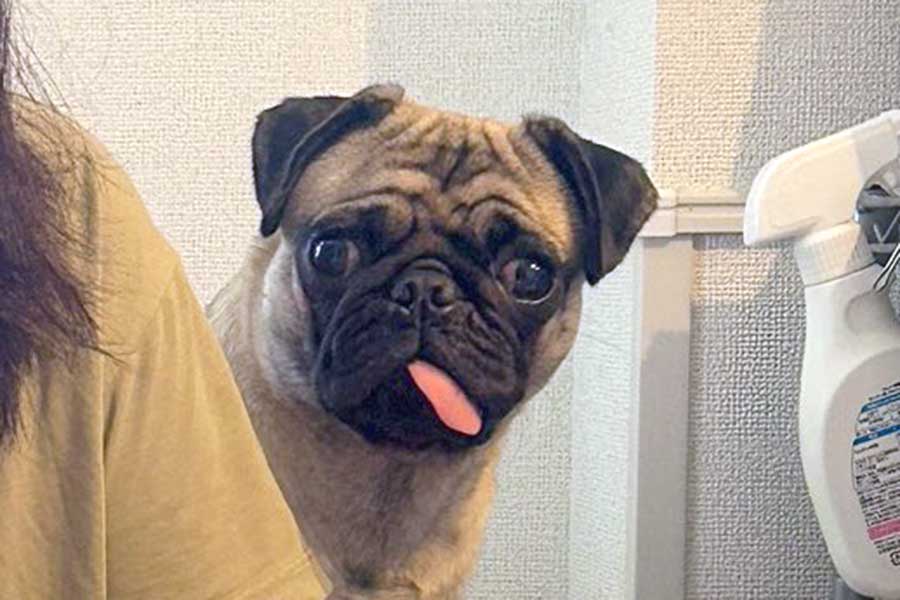 ぺろっと出した舌がかわいらしいりりちゃん【写真提供：れれ（@lele_kko）さん】