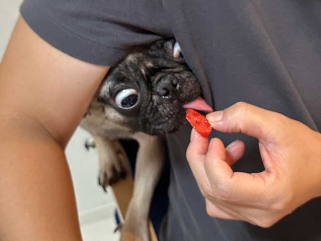 必死でスイカを食べようとするりりちゃん【写真提供：れれ（@lele_kko）さん】