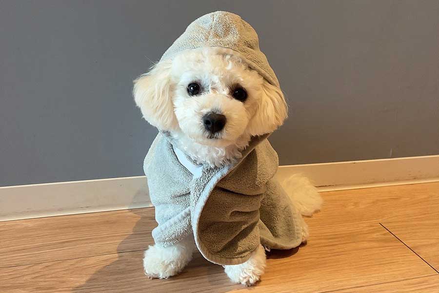 バスローブ姿がかわいらしいアポちゃん【写真提供:Apoこげ耳ビション(@apo_ro0923)さん】