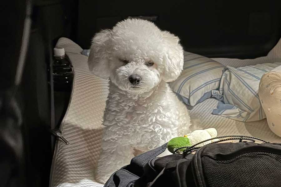 爆睡後に起こされて少し眠そうなアポちゃん【写真提供:Apoこげ耳ビション(@apo_ro0923)さん】