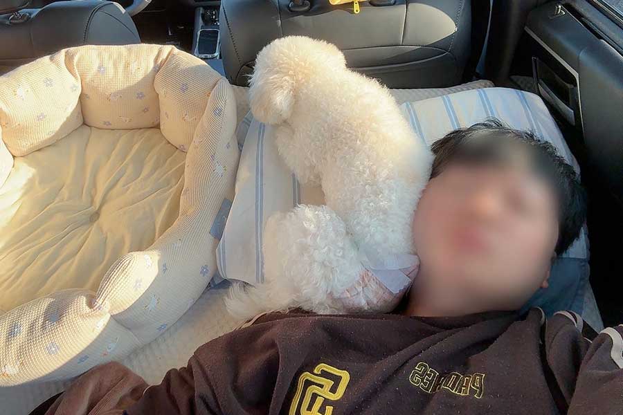 カイロのように飼い主さん夫婦を温めてくれたアポちゃん【写真提供:Apoこげ耳ビション(@apo_ro0923)さん】