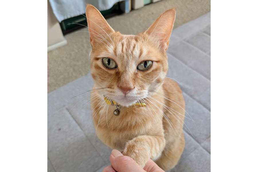 キリリとした表情がかっこいいぷりんくん【写真提供：ぷりんちゃん（@purinlala）さん】