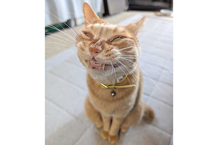 般若のような表情のぷりんくん【写真提供：ぷりんちゃん（@purinlala）さん】