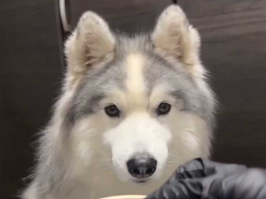 アポロくんが真剣に見つめる、その先には…（スクリーンショット）