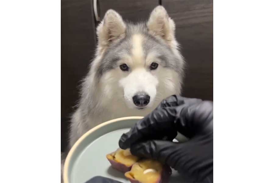 サツマイモに入れられる薬を、じっと見つめるアポロくん（スクリーンショット）