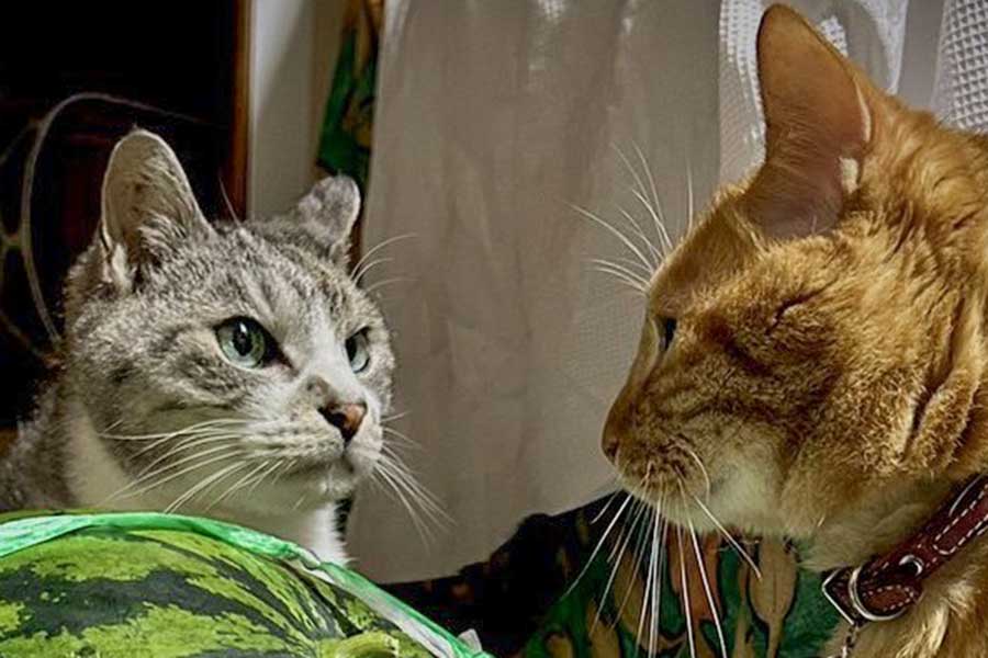 にらみ合うねこの横には…【写真提供:サユヤス(@SHAKEhizi_BSK)さん】