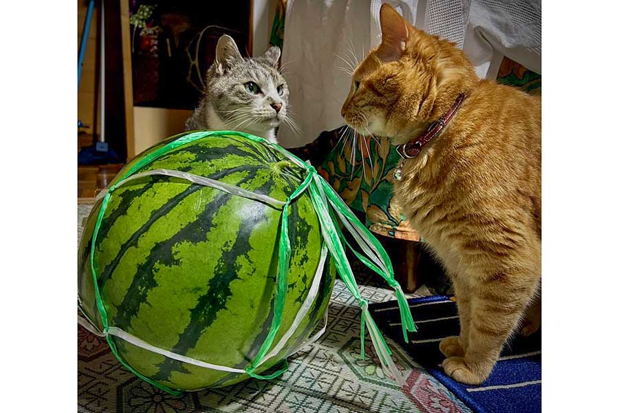 スイカを挟んでにらみ合う(左から)シャケくんとビワくん【写真提供:サユヤス(@SHAKEhizi_BSK)さん】