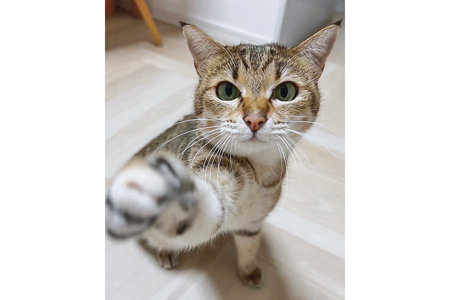 カメラに興味を持って手を伸ばすクリケットちゃん【写真提供：【成長日記】子猫　カニエ/テオ（@kanye5555）さん】