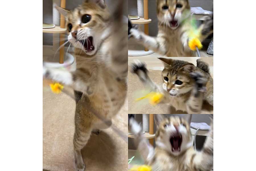 おもちゃで全力で遊ぶクリケットちゃん【写真提供：【成長日記】子猫　カニエ/テオ（@kanye5555）さん】