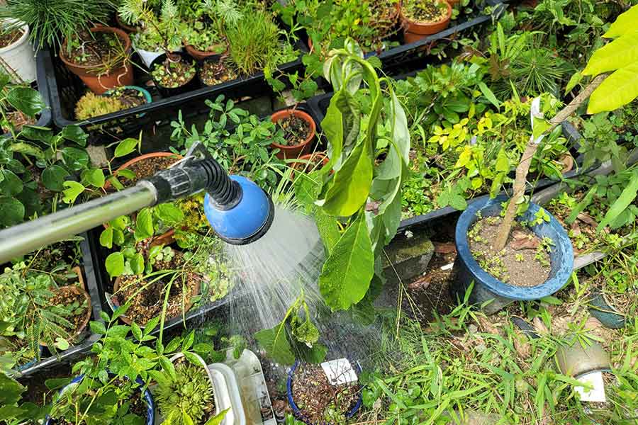 アボカドの苗に水やりをする投稿者さん【写真提供:残業大可汗(マールス・カガン)さん(@kimovoticus2)】