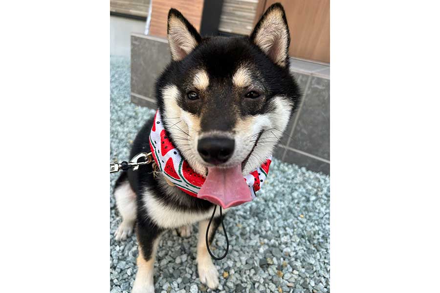 舌を出しながら笑顔を見せる、柴犬のむさしくん【写真提供：むさし（@musashi241005）さん】