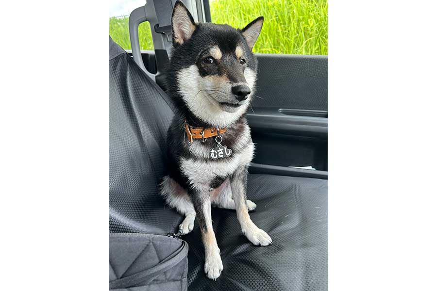 「大丈夫なん？」と疑いの目で見つめるむさしくん【写真提供：むさし（@musashi241005）さん】