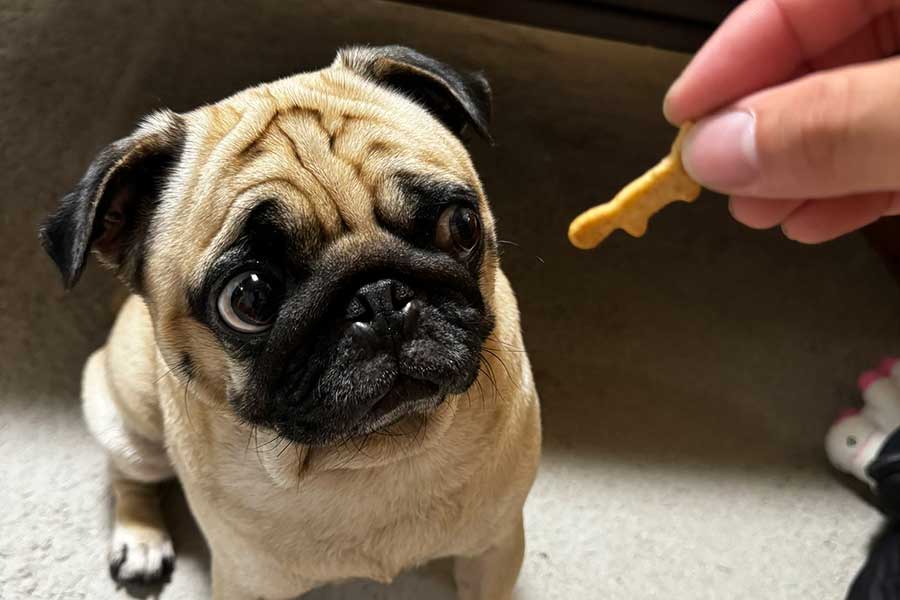 おやつを前に“待て”をするうめちゃん【写真提供:うめちゃん日記(@Umechanpag)さん】