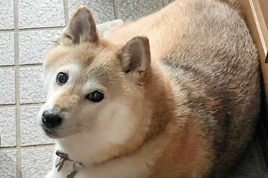 8歳の柴犬、桃ちゃん【写真提供：2代目マサイノセンシ1026（Ver1.25）（@gameshibainuno）さん】