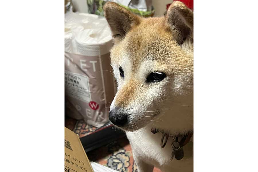 ぼんやりと一点を見つめる桃ちゃん【写真提供：2代目マサイノセンシ1026（Ver1.25）（@gameshibainuno）さん】