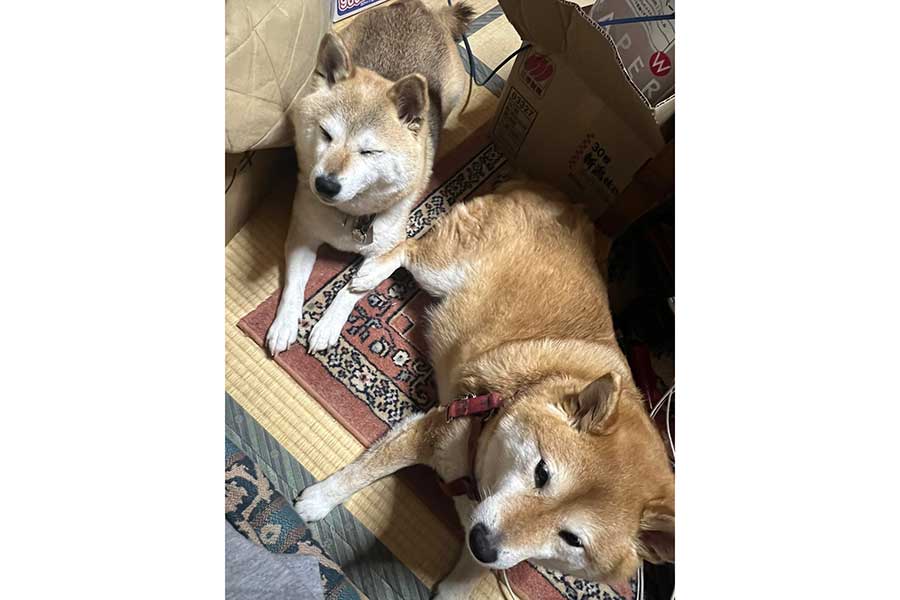 同居犬の柚ちゃん（左）とのツーショット【写真提供：2代目マサイノセンシ1026（Ver1.25）（@gameshibainuno）さん】