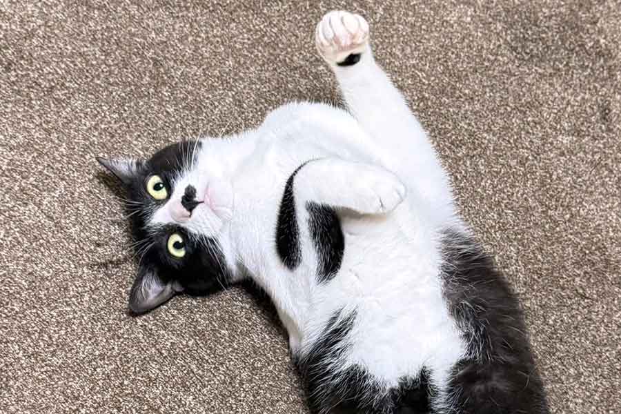 ごろんと横になり、かわいいポーズをとるちょびちゃん【写真提供：ちょび（@chobibiv3）さん】