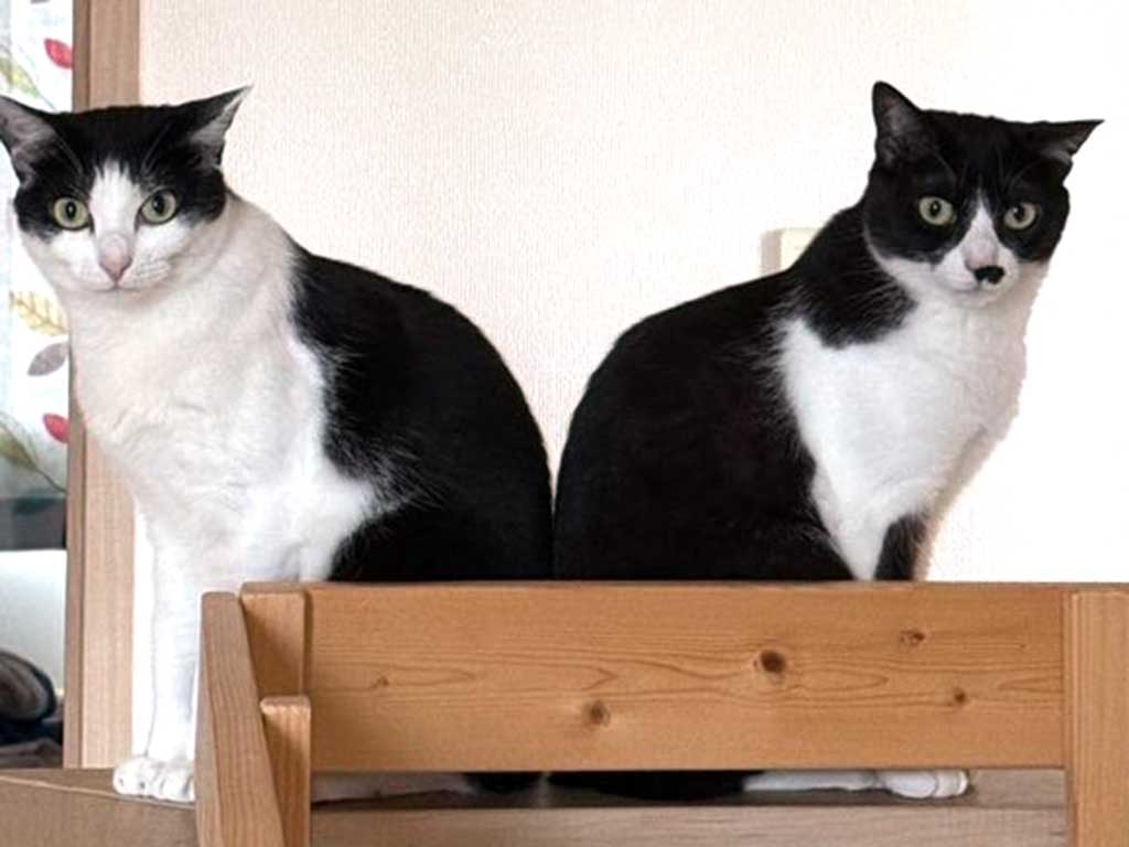 一緒にお迎えされた（左から）みーちゃんとちょびちゃん【写真提供：ちょび（@chobibiv3）さん】