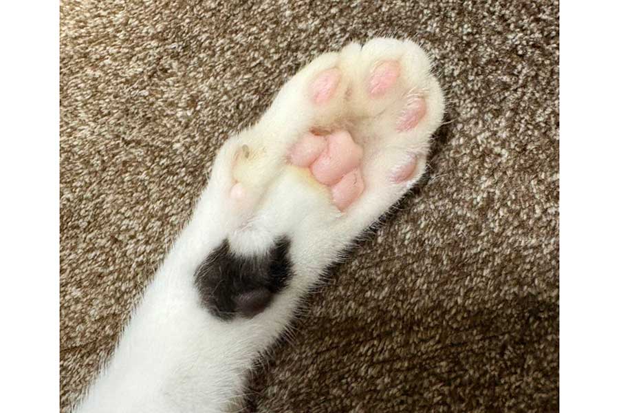 ちょびちゃんの前足には、黒ねこのような模様がくっきり【写真提供：ちょび（@chobibiv3）さん】