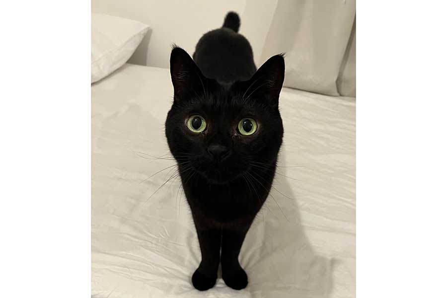 白い背景で黒さが際立つクロタくん【写真提供:punoco(@punoco)さん】