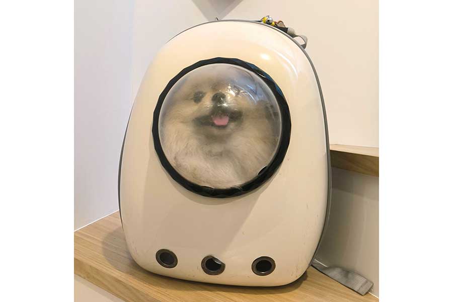 バッグに入ってうれしそうな笑顔を見せるボスくん【写真提供：ポメラニアン　ボス（@pome_boss0519）さん】