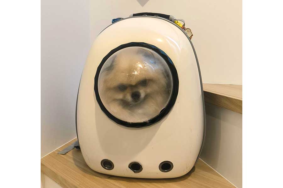 「騙された」と言わんばかりの表情を見せるボスくん【写真提供：ポメラニアン　ボス（@pome_boss0519）さん】