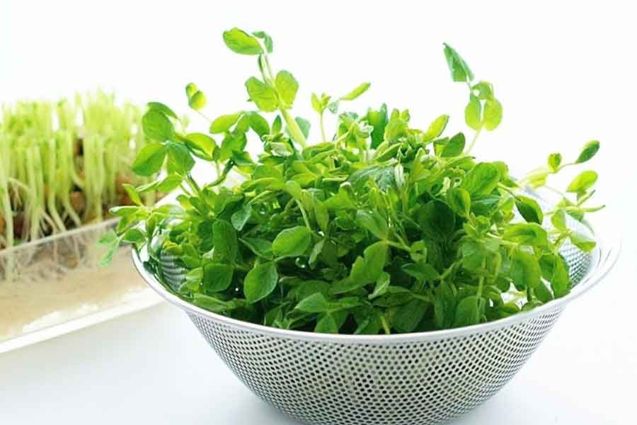 手頃な価格の豆苗（写真はイメージ）【写真：写真AC】