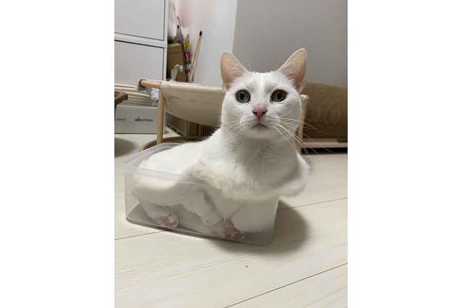 容器に入りこちらをみつめるうにくん【写真提供：うに／ハンモックアート（@Utans_Uni_Unagi）さん】