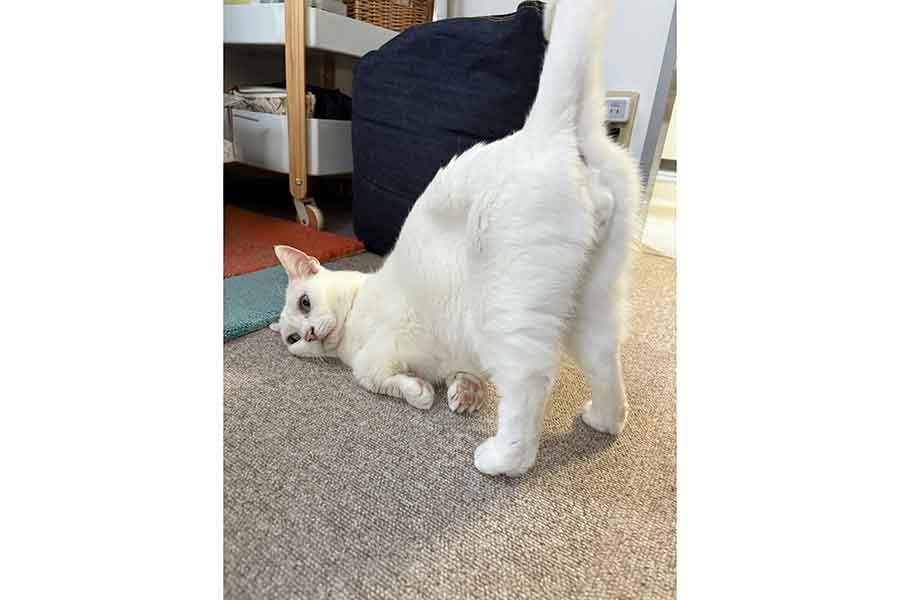 おしりをあげて“無”の状態になるうにくん【写真提供：うに／ハンモックアート（@Utans_Uni_Unagi）さん】