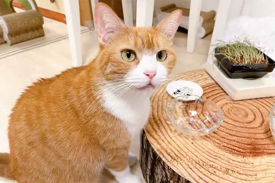 きなこちゃんの目の前には空っぽのお皿が…(スクリーンショット)