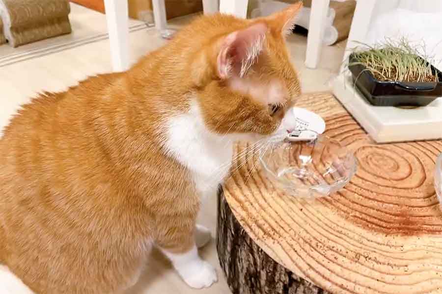 空っぽになったお皿をじっと見つめて余韻に浸るきなこちゃん(スクリーンショット)