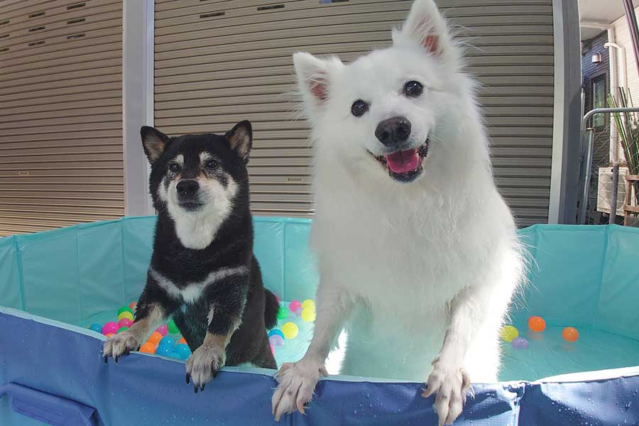 プールを楽しむ（左から）ひなたちゃんと楽くん【写真提供：くーさんママ（@kukuri_shibainu）さん】