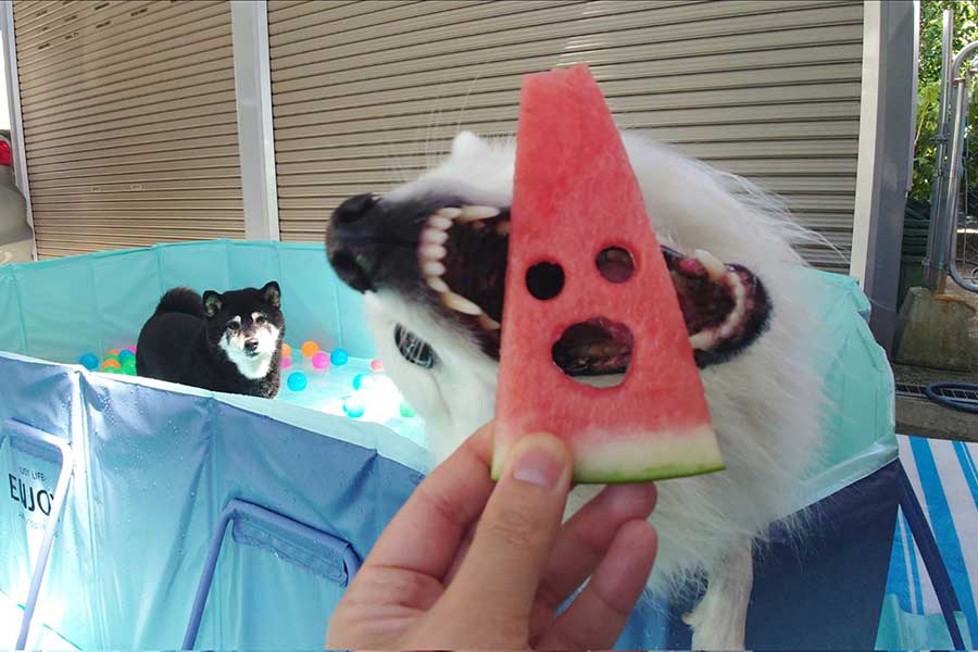 勢い良くスイカにかぶりつく楽くんと、それを見守るひなたちゃん【写真提供：くーさんママ（@kukuri_shibainu）さん】