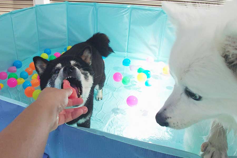 ひなたちゃんもスイカをぱくり！【写真提供：くーさんママ（@kukuri_shibainu）さん】