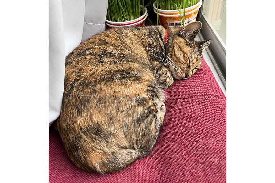 「普通に寝てる」メルモちゃん【写真提供：おたむ（@donchintan696）さん】