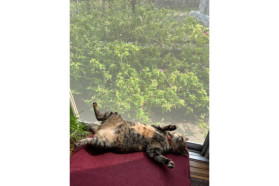 豪快な“へそ天”で眠るメルモちゃん【写真提供：おたむ（@donchintan696）さん】