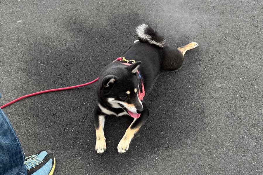 散歩中にミストをかけられて気持ち良さそうな拓ちゃん【写真提供：黒柴・拓（@haruyokoi3347）さん】