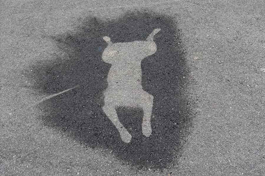アスファルトには、くっきりと浮かび上がった拓ちゃんのシルエットが【写真提供：黒柴・拓（@haruyokoi3347）さん】