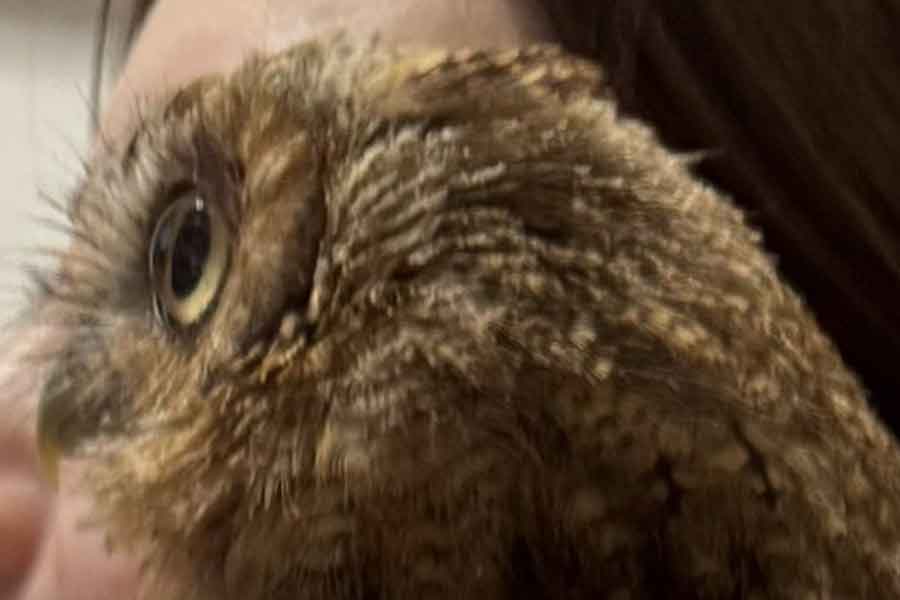 フクロウが友達の肩の上に乗ったら…【写真提供：ミーアキャットひなた（@mutou710）さん】