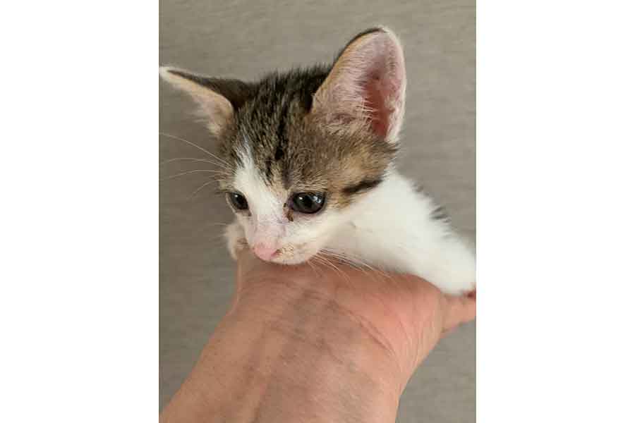 手のひらに収まる小さなタタンちゃん【写真提供：SAVON’S BAKE FACTORY TAMAYURAN（@kyoto_tamayuran）さん】