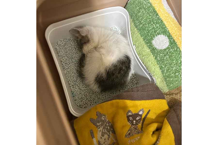 トイレの中で安心して眠るタタンちゃん【写真提供：SAVON’S BAKE FACTORY TAMAYURAN（@kyoto_tamayuran）さん】