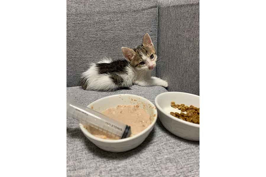 ごはんにも興味を示さなかったタタンちゃん【写真提供：SAVON’S BAKE FACTORY TAMAYURAN（@kyoto_tamayuran）さん】