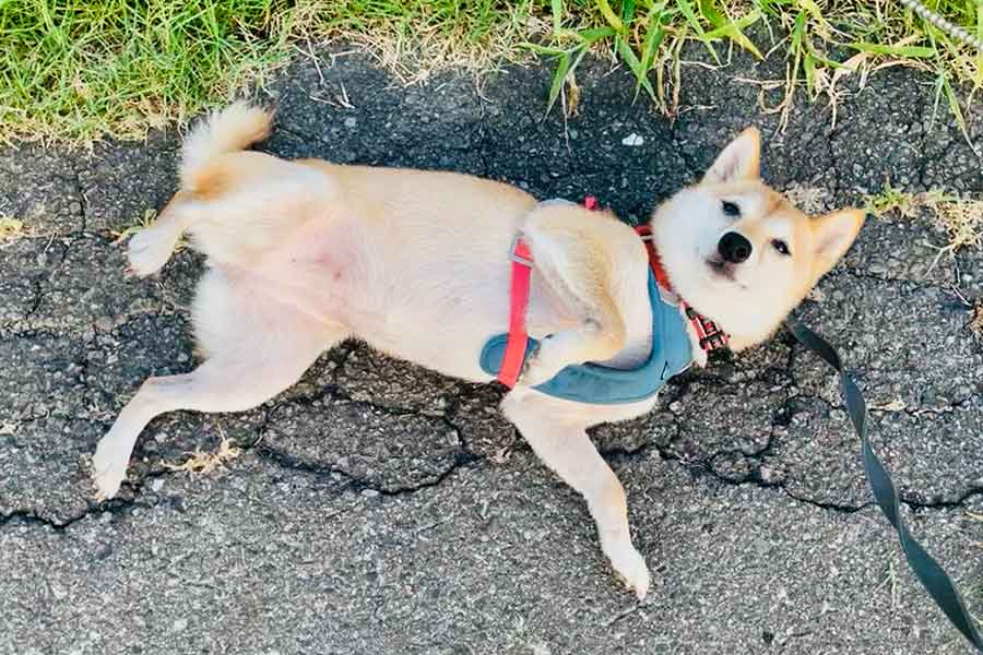 ごろんとお腹を見せ撫でられる準備万端のはなこちゃん【写真提供:豆柴 はなこちゃん(@mamesiba_875)さん】