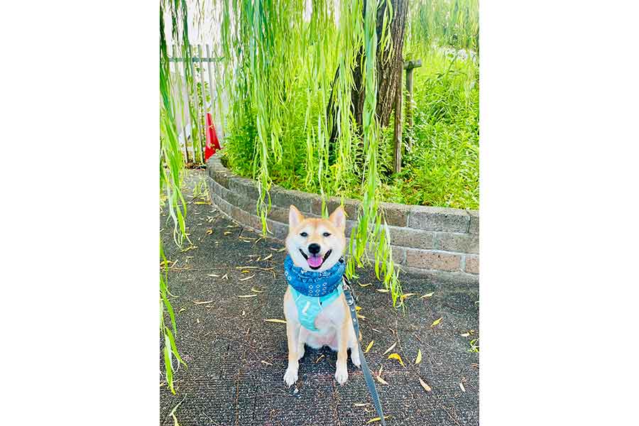 柳を背景に笑顔を見せるはなこちゃん【写真提供:豆柴 はなこちゃん(@mamesiba_875)さん】