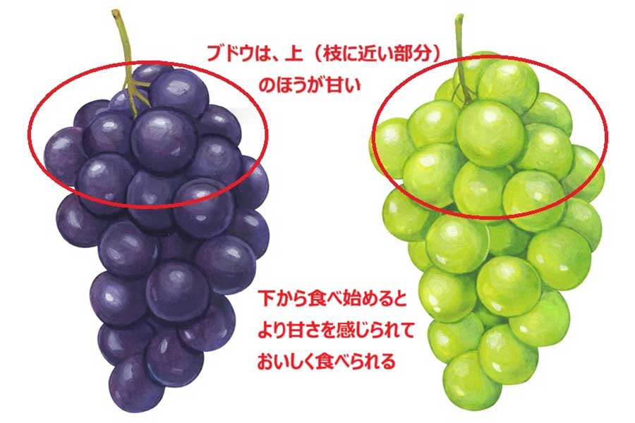房の下から食べ始めると、より甘さを感じられる【画像：写真ACよりHint-Pot編集部作成】